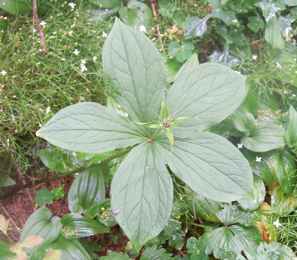 Stranezza a cinque foglie - Paris quadrifolia